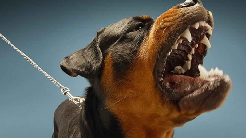 اخطر 10 كلاب في العالم