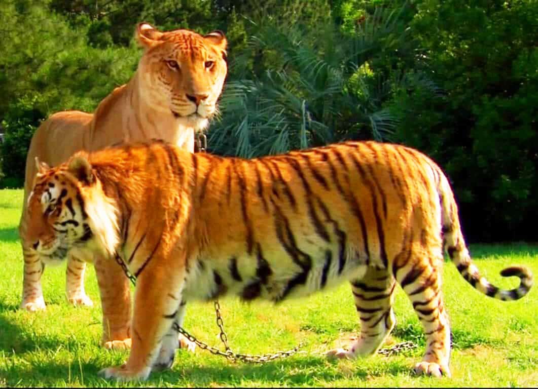 11 حقيقة عن حيوان الليجر..حقائق ومعلومات عن اكبر قط في العالم الليجر