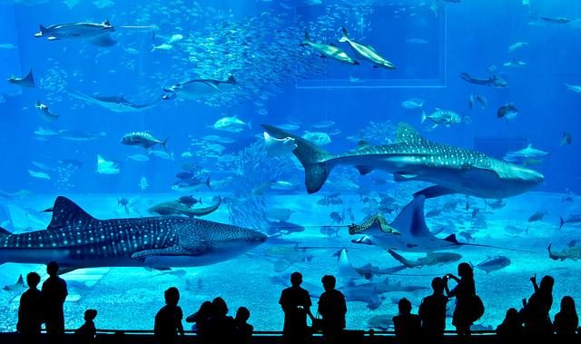أكبر 10 أحواض للاسماك في العالم
