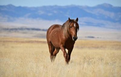 ما هو الحيوان الوطني لدولة منغوليا