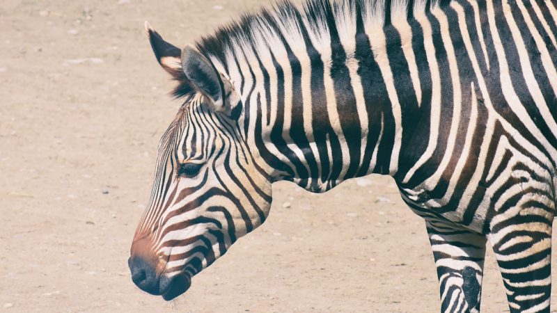 ما هو الحيوان الوطني لدولة بوتسوانا