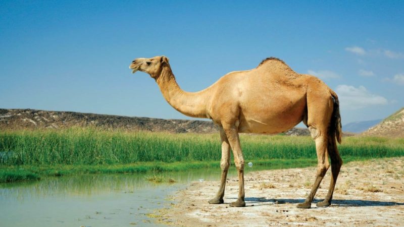 ما هو الحيوان الوطني لدولة الكويت