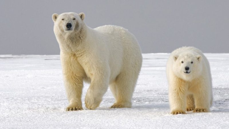 هل تعيش الدببة القطبية في القطب الشمالي