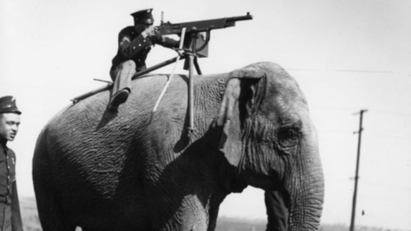 كم عدد الفيلة التي قتلت في الحرب العالمية الاولى