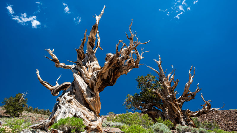 ما هي أقدم شجرة في العالم