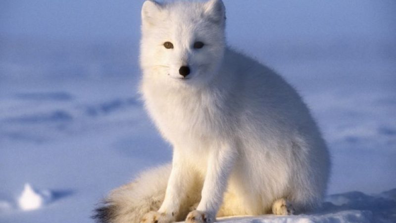 الحيوانات التي تعيش في القطب الشمالي