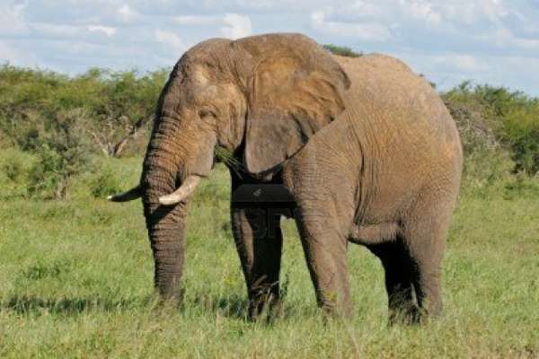 كم سنة تعيش الفيلة