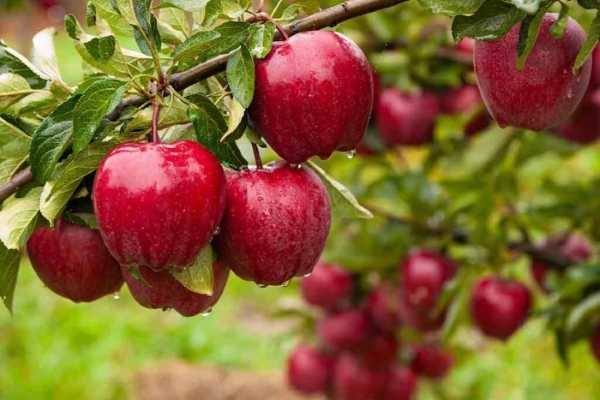 اكثر 10 دول عربية انتاجا للتفاح
